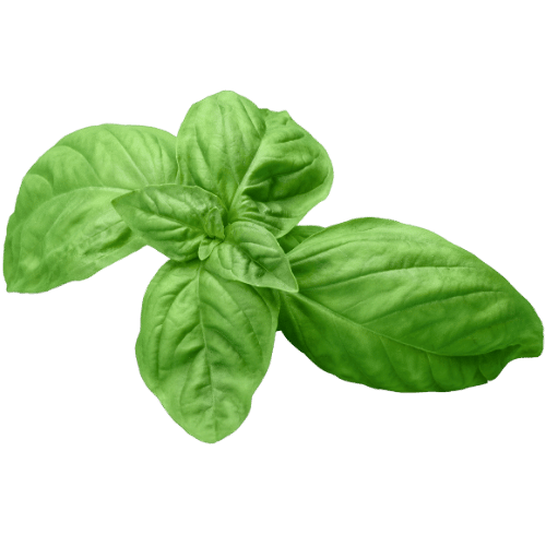 Basil