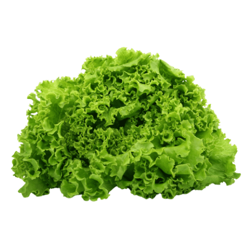 Roquette Lettuce